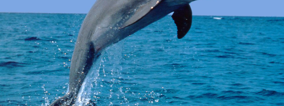 Dolphins