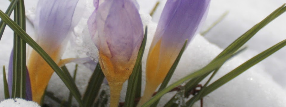 Rebounding From Adversity