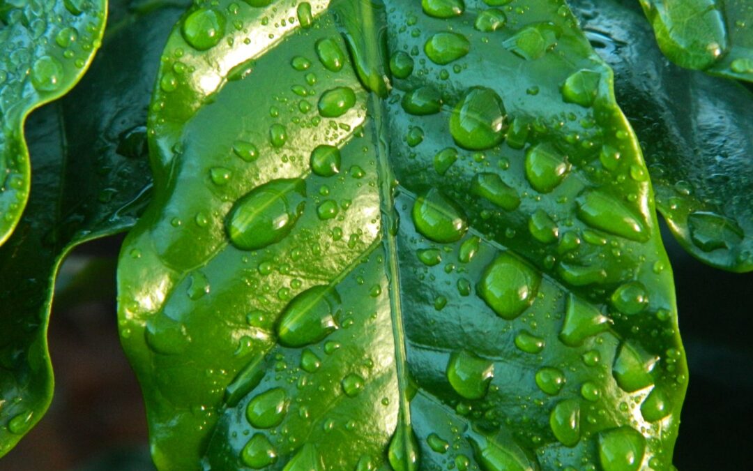 coffee water leaf rain