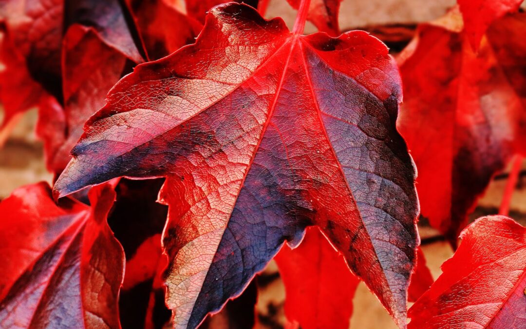 red and brown plant leaf in closeup photo