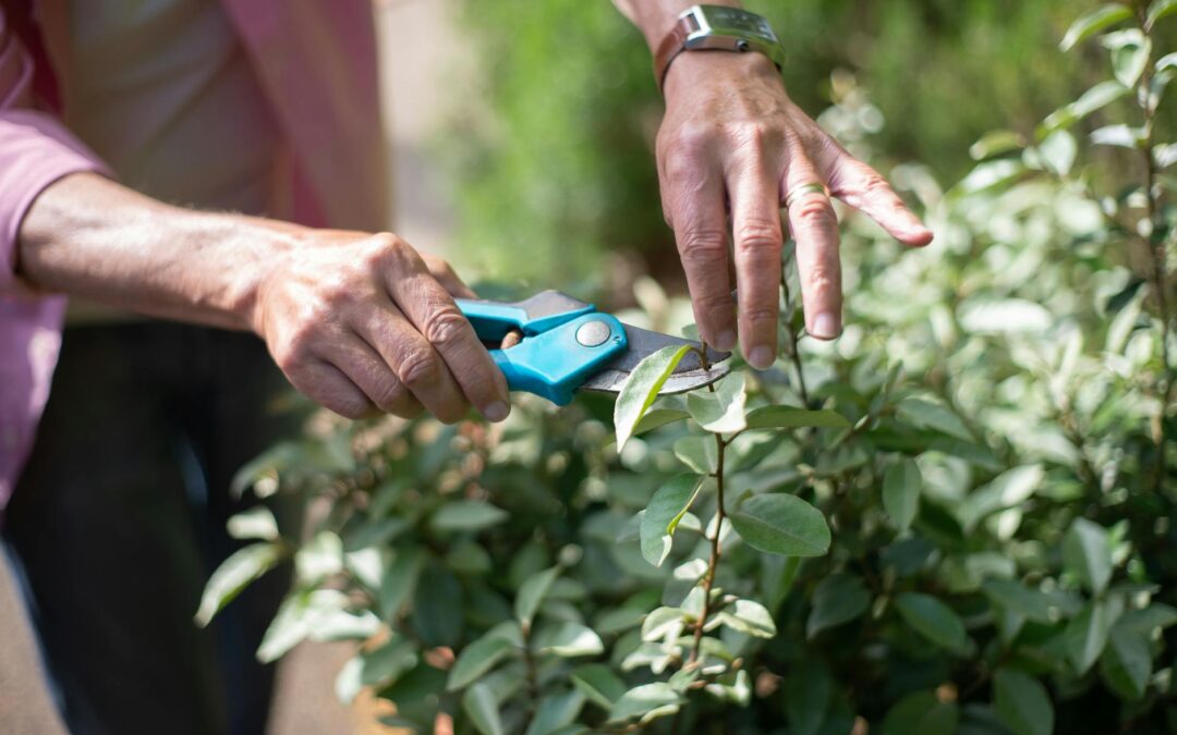 hands cutting the plant using a pruner